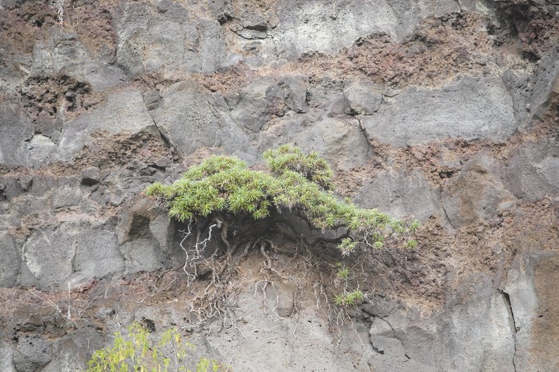 Monarrhenus salicifolius photo 2
