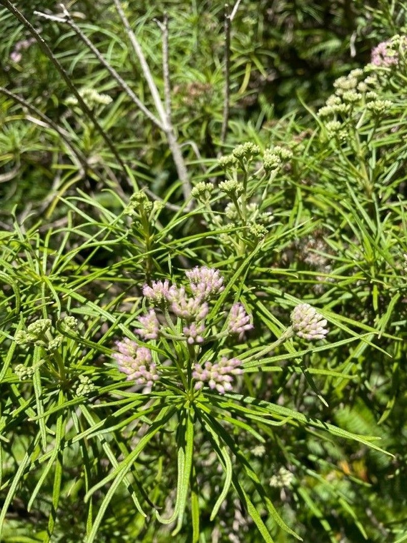Monarrhenus salicifolius photo 3