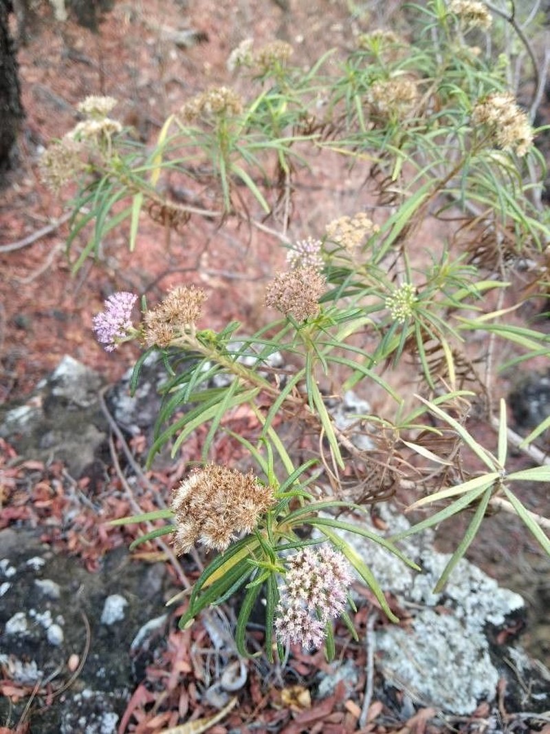 Monarrhenus salicifolius photo 4