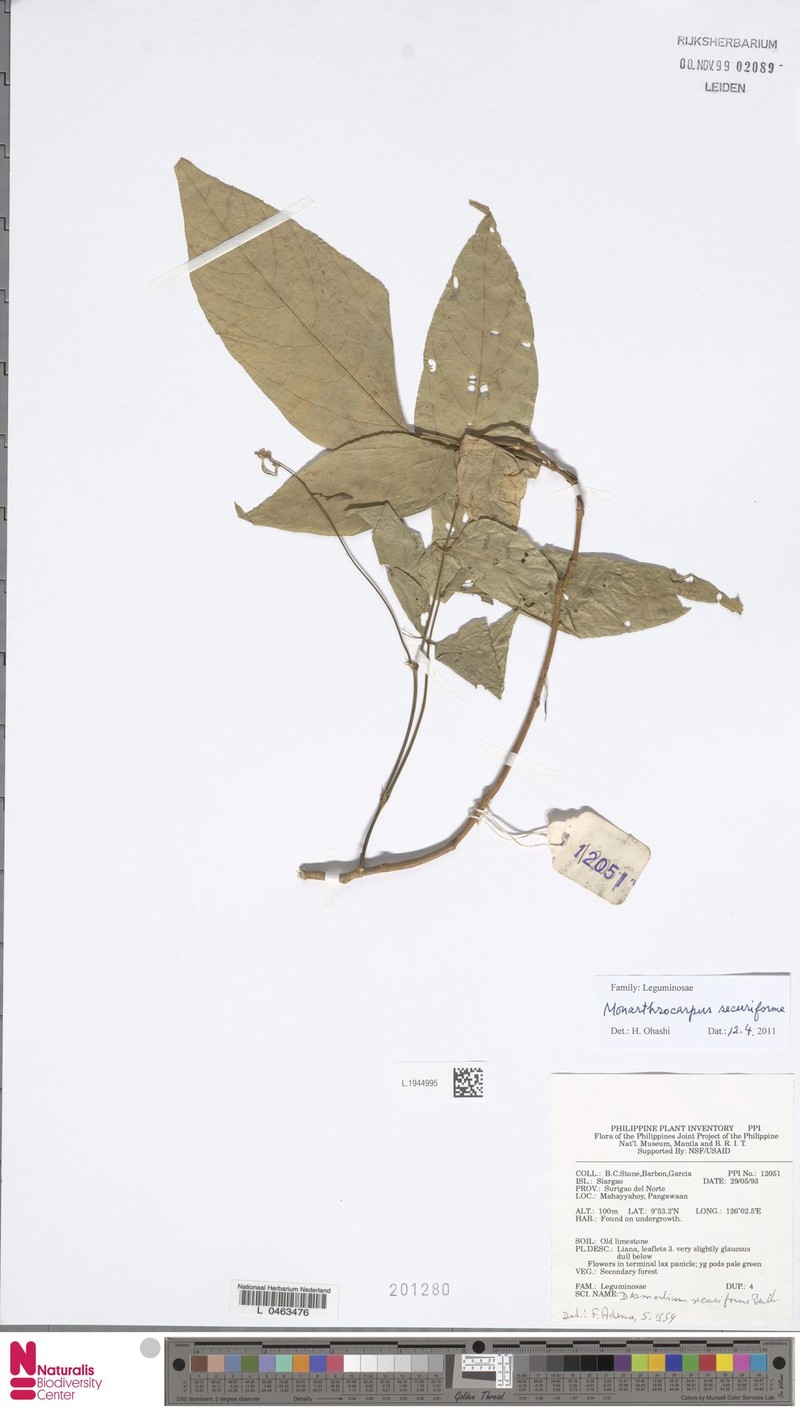 Monarthrocarpus securiformis