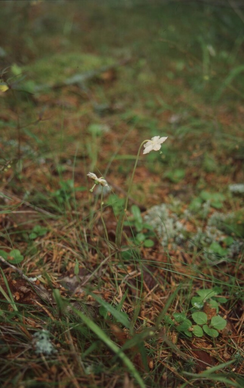 Single Delight photo 3