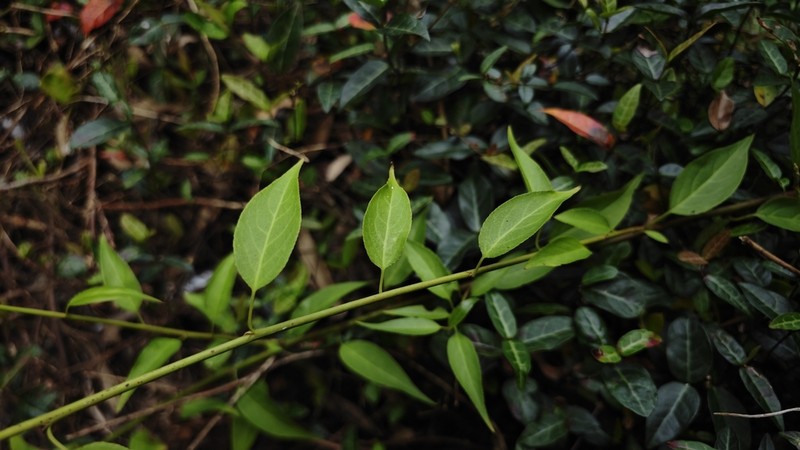 Monimopetalum chinense