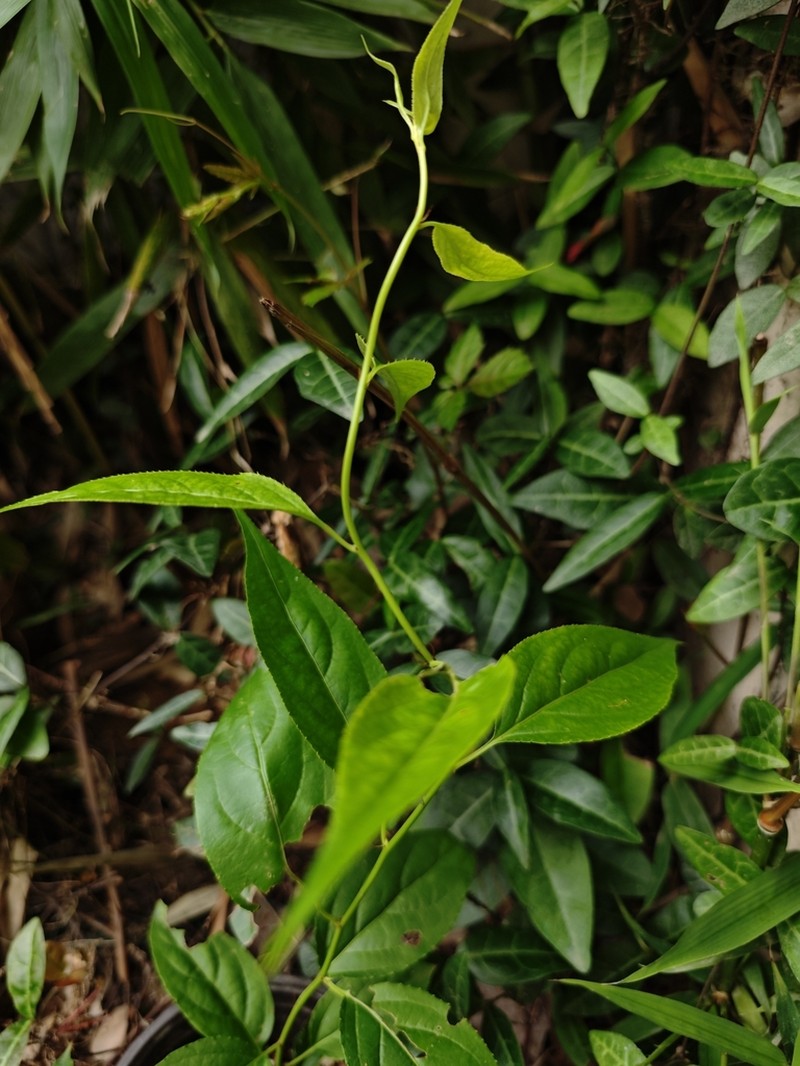 Monimopetalum chinense photo 4