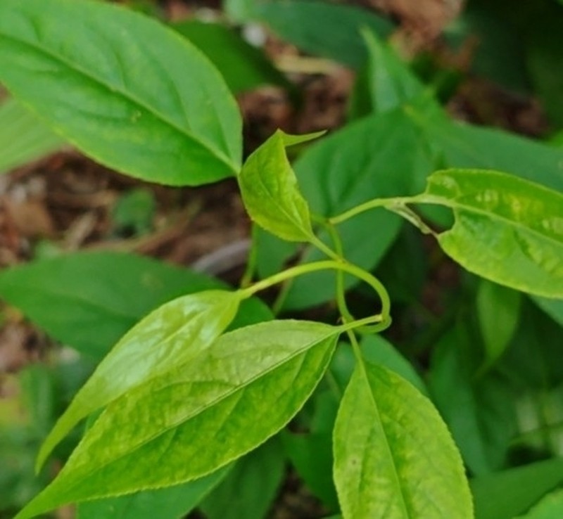 Monimopetalum chinense photo 6