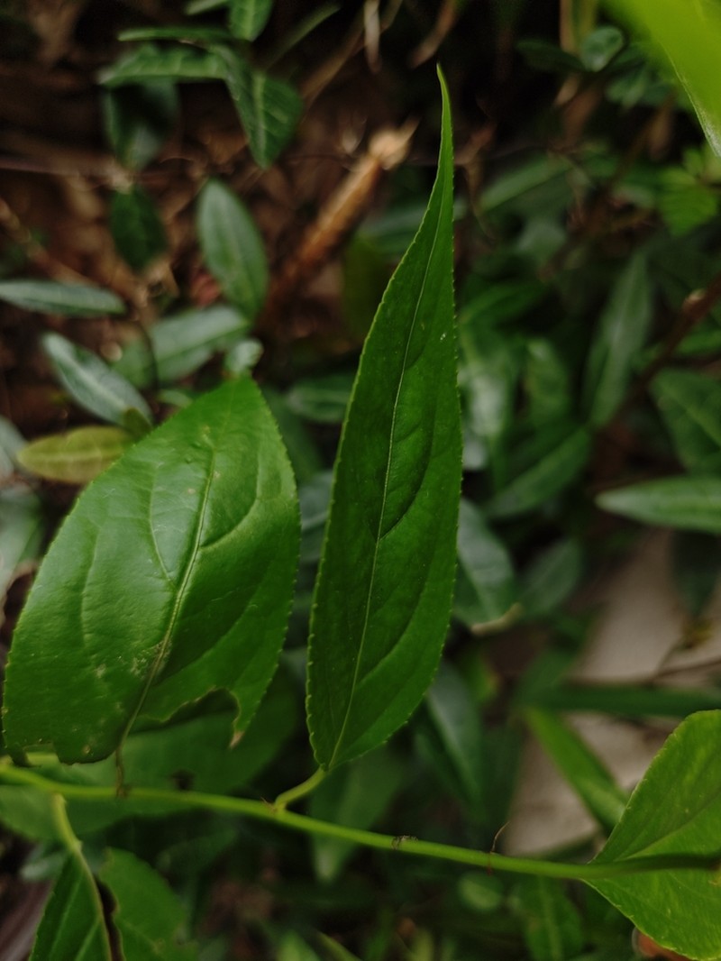 Monimopetalum chinense photo 7