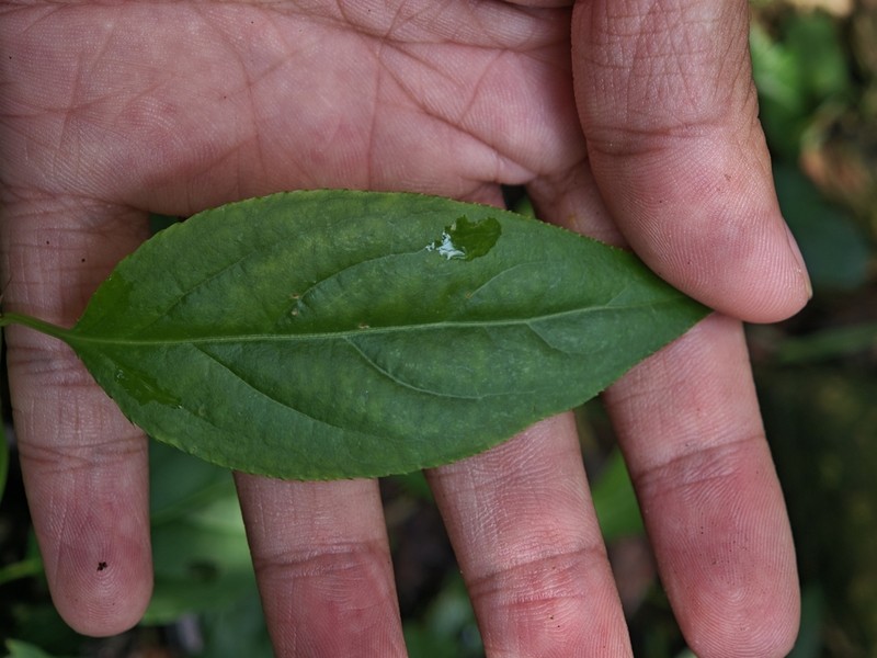 Monimopetalum chinense photo 8