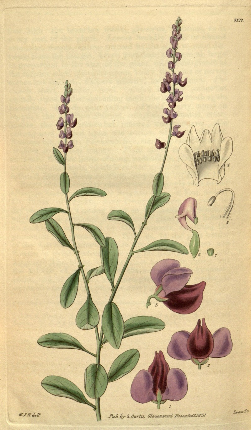 Monnina salicifolia var. salicifolia