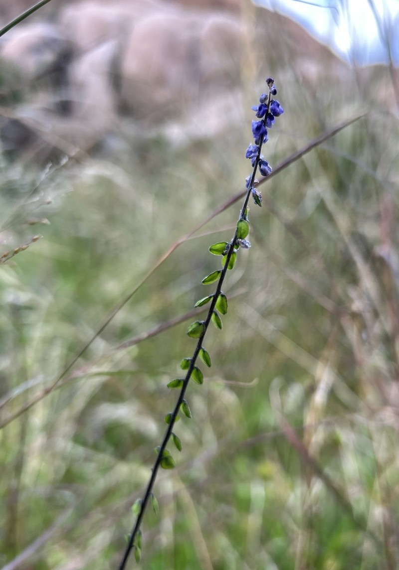 Blue Pygmyflower