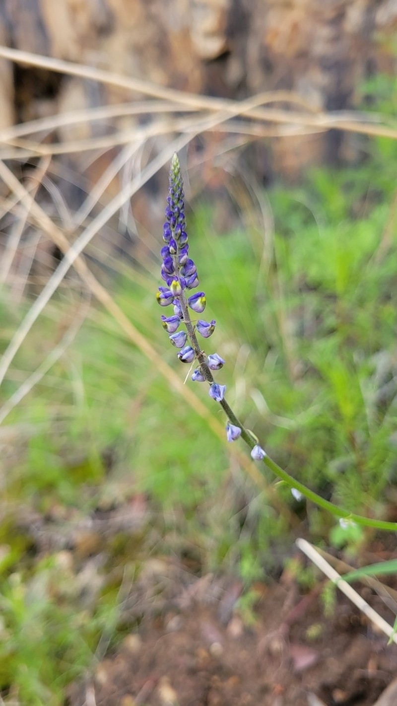 Blue Pygmyflower photo 2