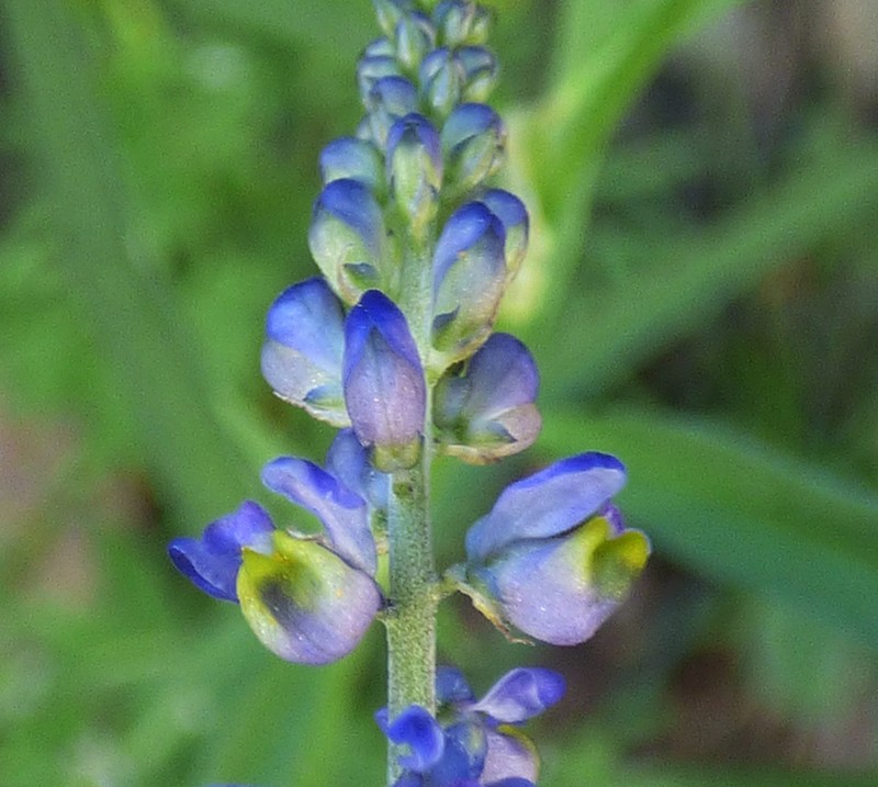 Blue Pygmyflower photo 3