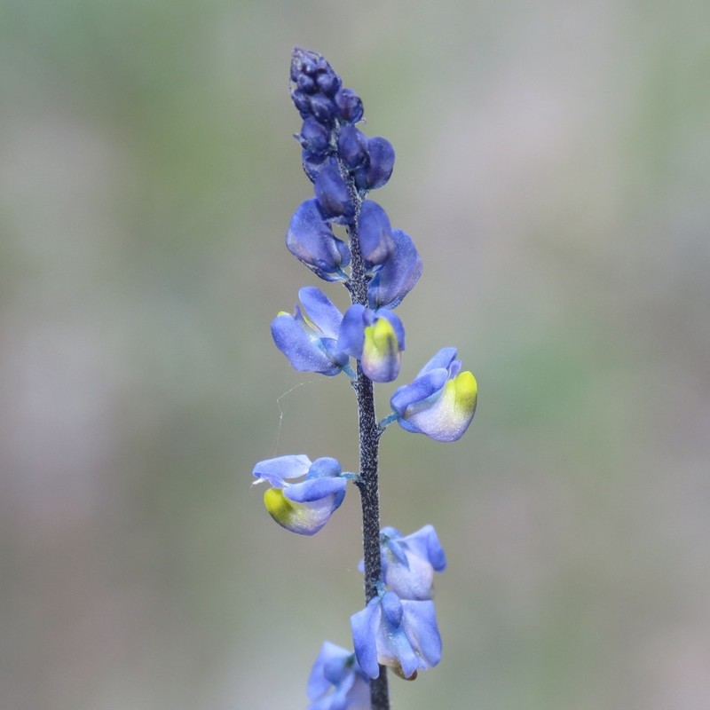 Blue Pygmyflower photo 4