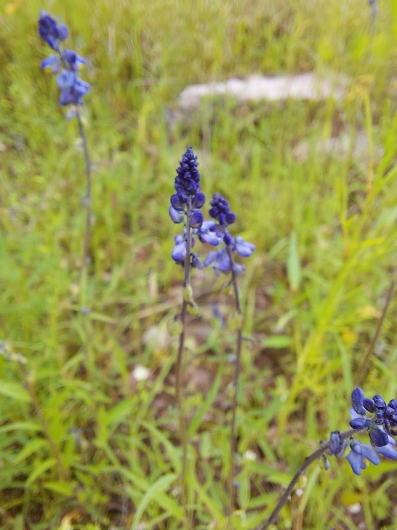 Blue Pygmyflower photo 5