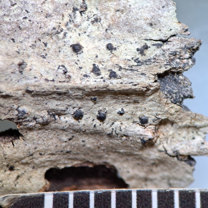 Rapp's Monoblastia Lichen