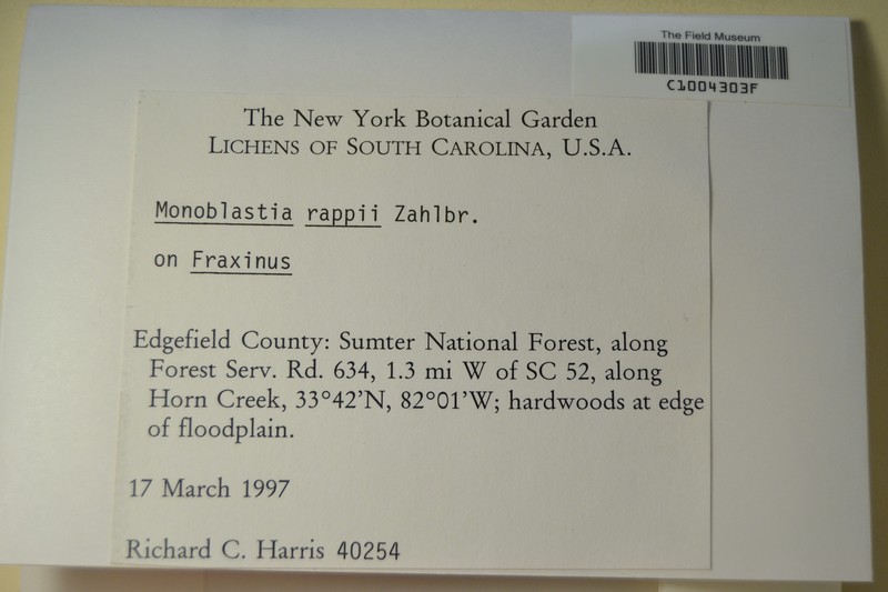 Rapp's Monoblastia Lichen photo 2