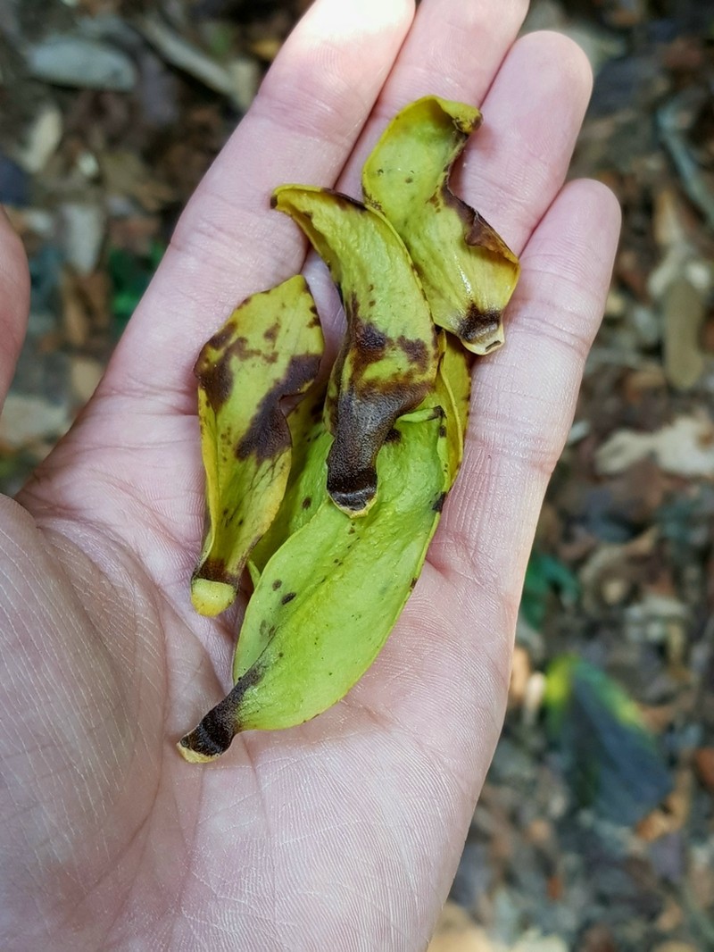 Monocarpia maingayi