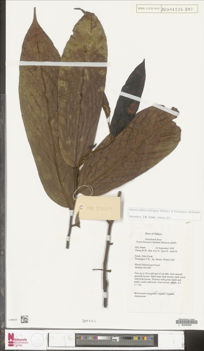 Monocarpia maingayi photo 5