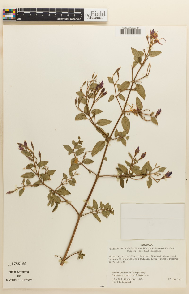 Monochaetum humboldtianum var. humboldtianum