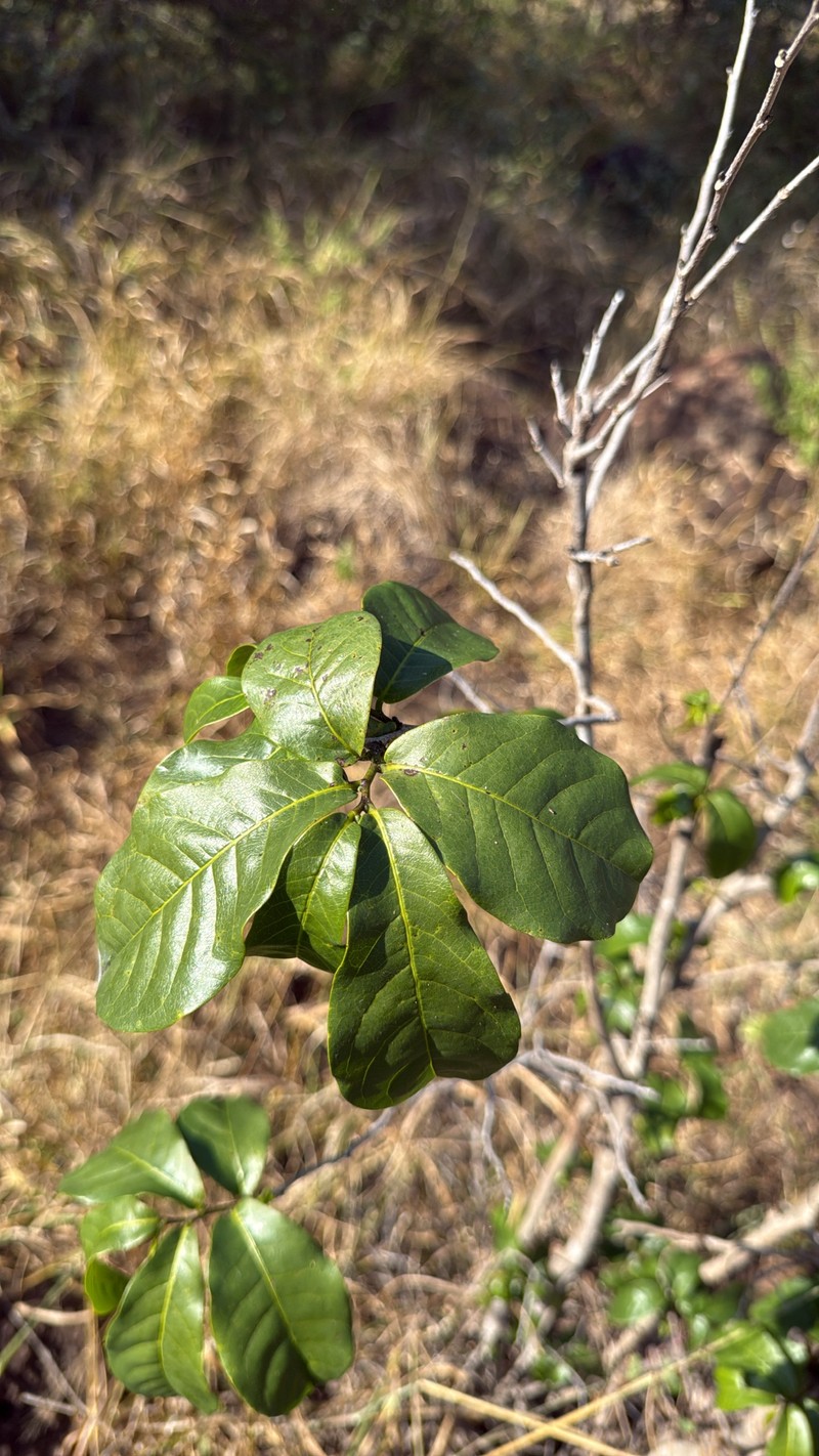 Monodora junodii var. junodii