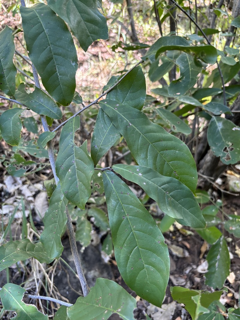 Monodora junodii var. junodii photo 3