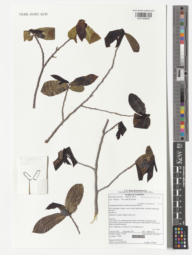 Monodora junodii var. kathyae