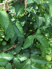 Calabash Nutmeg