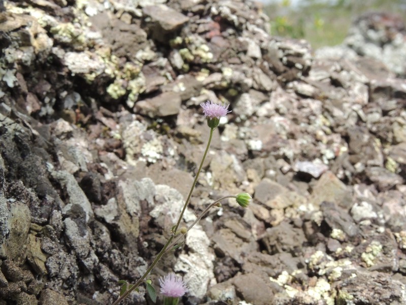 Monogereion carajensis