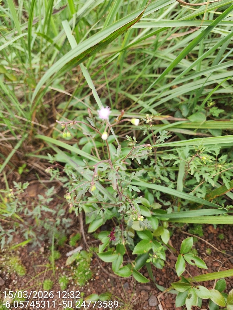 Monogereion carajensis photo 2