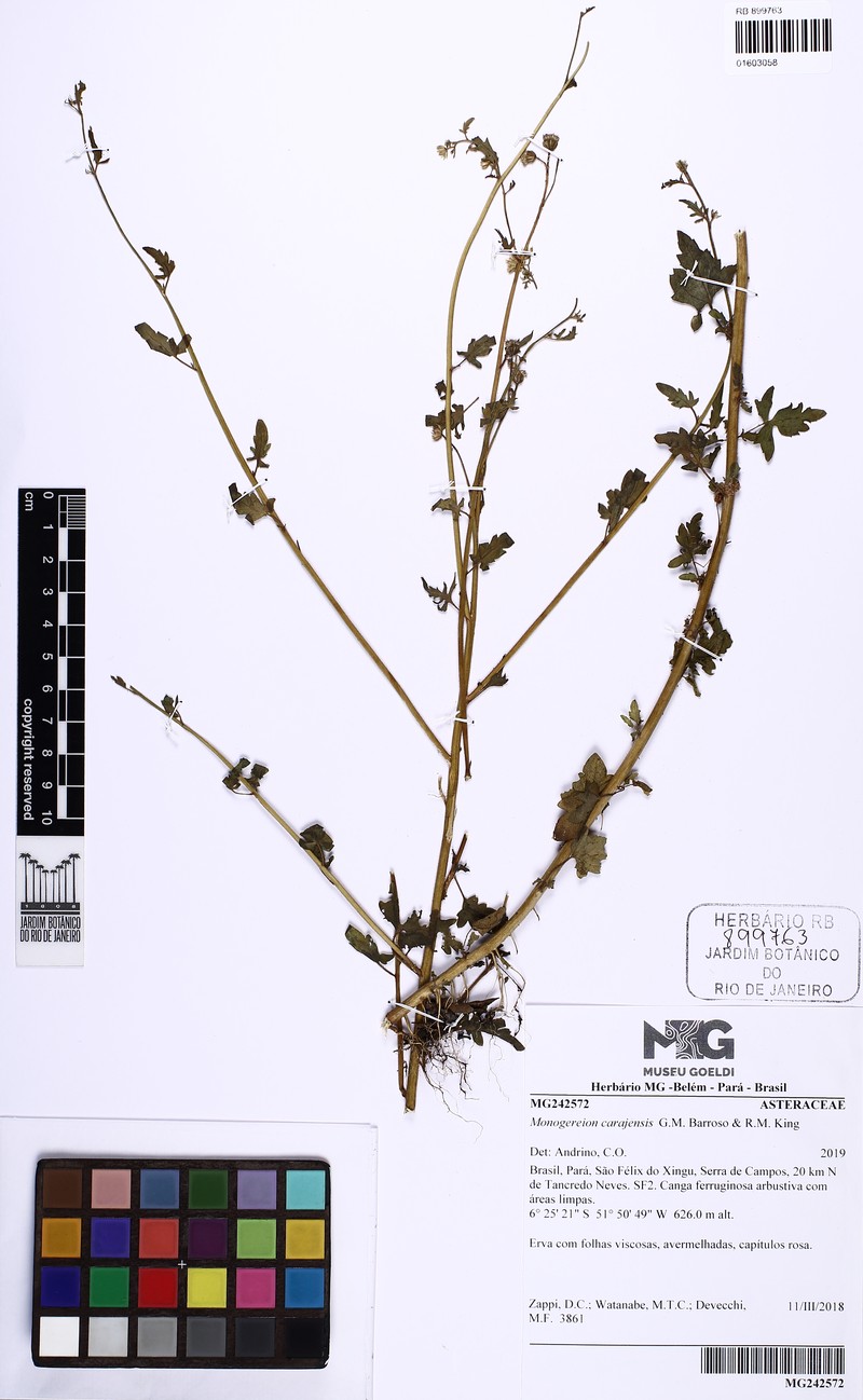 Monogereion carajensis photo 3