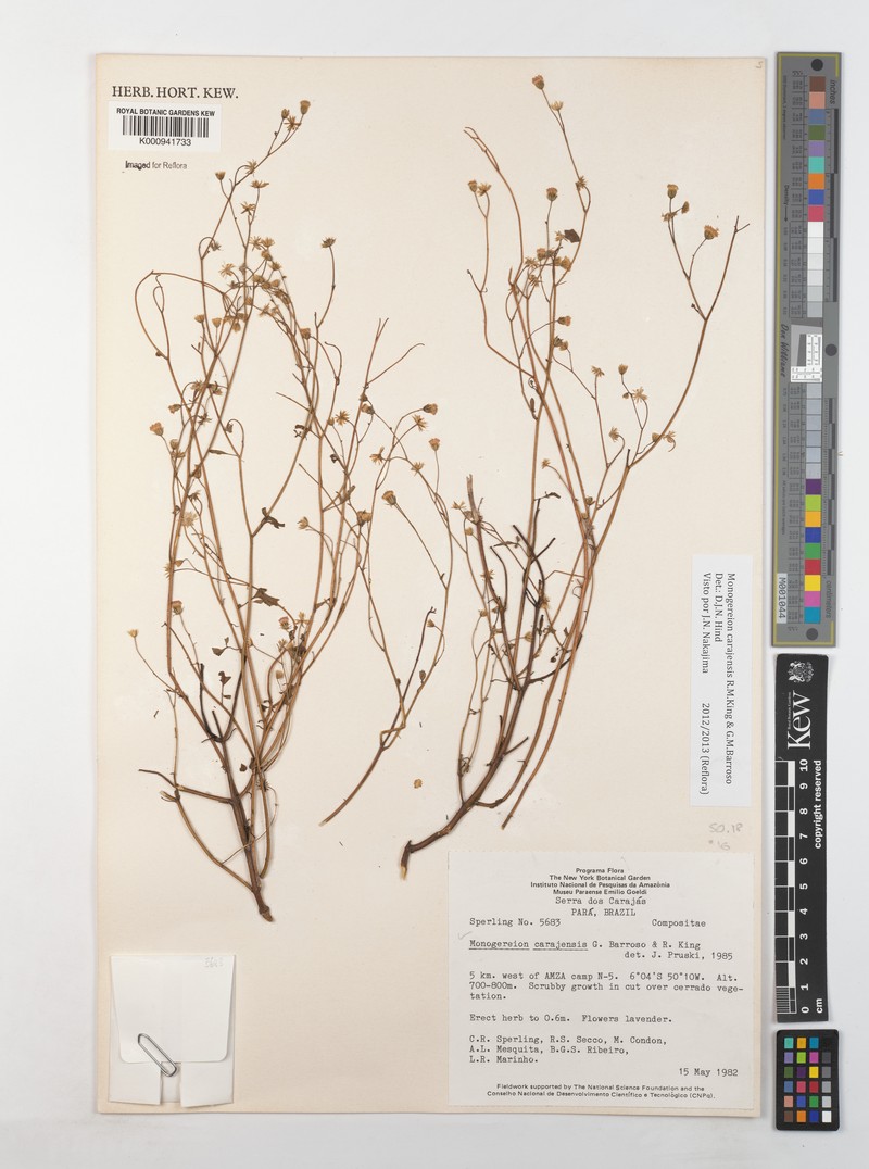 Monogereion carajensis photo 4