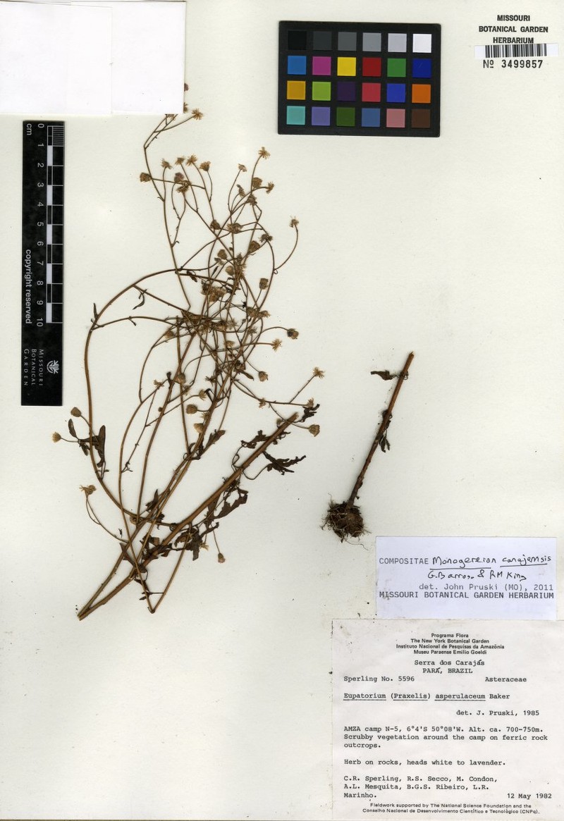 Monogereion carajensis photo 5