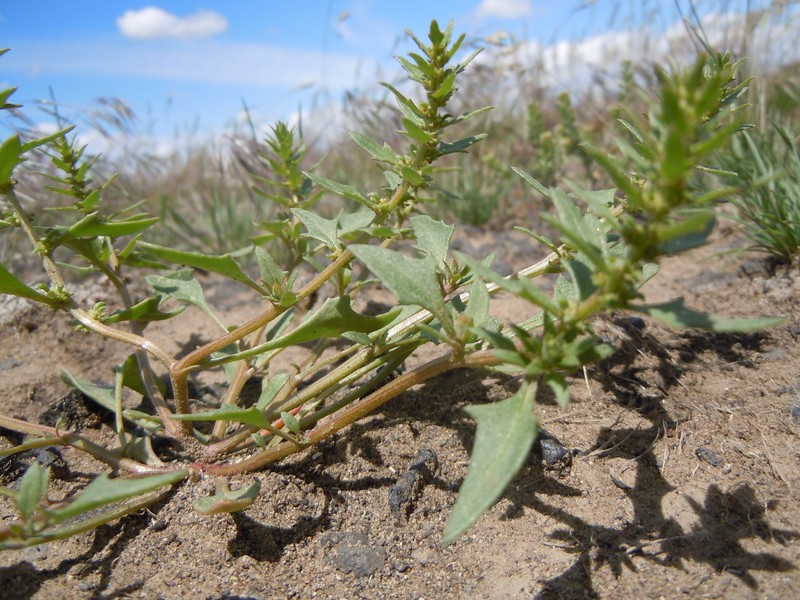 Nuttall's Povertyweed