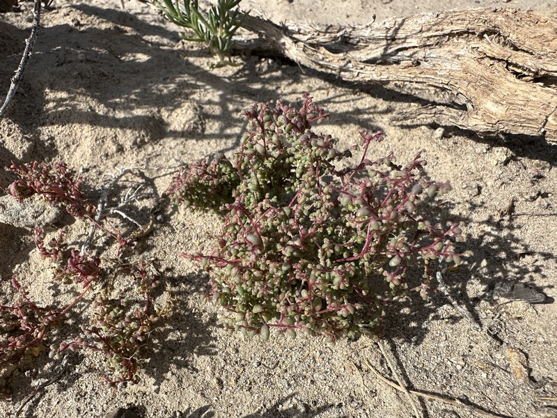Small Povertyweed photo 4