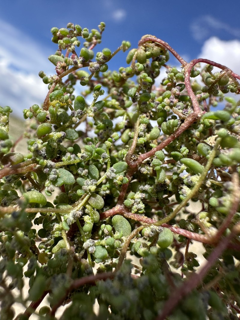 Small Povertyweed photo 2