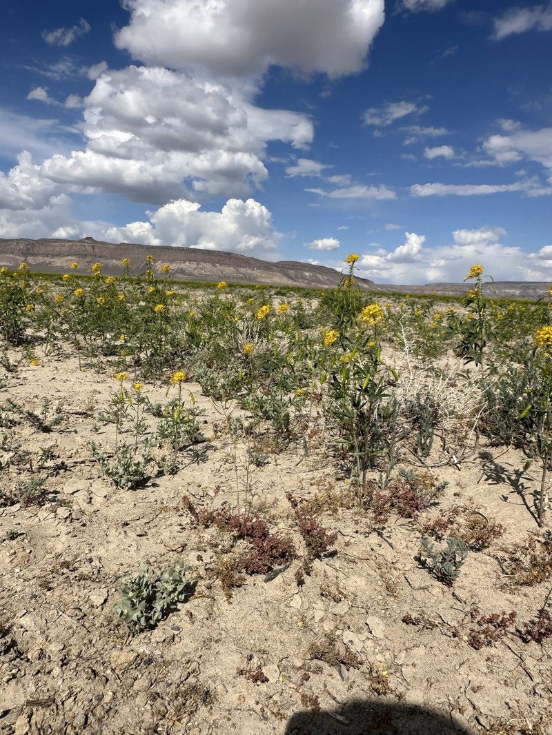 Small Povertyweed photo 3