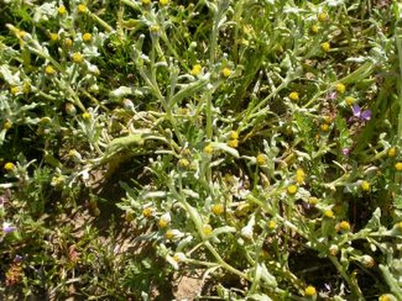 San Joaquin Woollythread photo 2