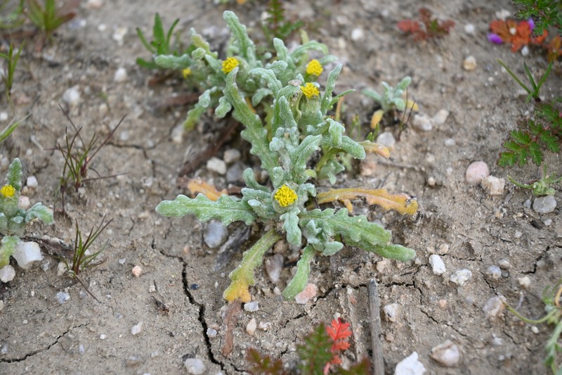 San Joaquin Woollythread