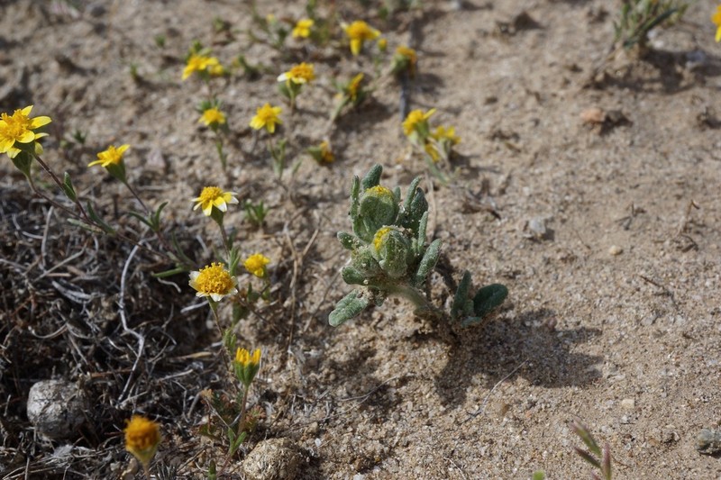San Joaquin Woollythread photo 3