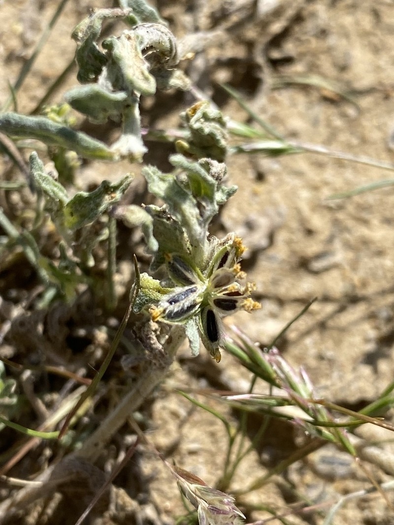 San Joaquin Woollythread photo 4