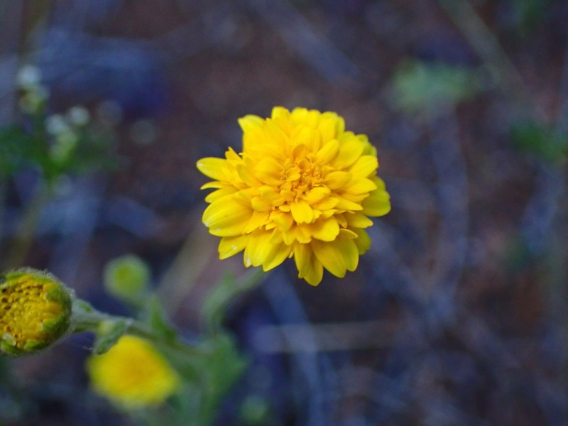 Woodland Monolopia photo 2