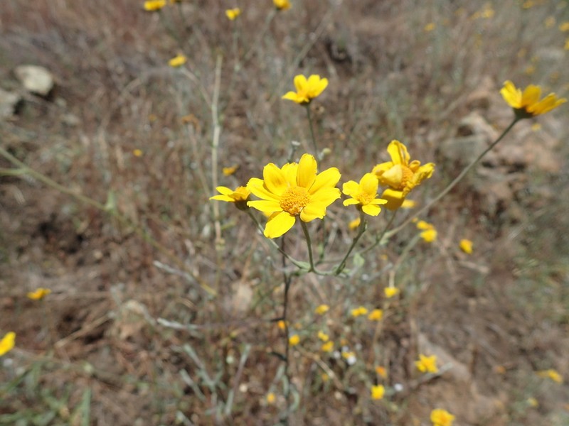 Woodland Monolopia photo 3