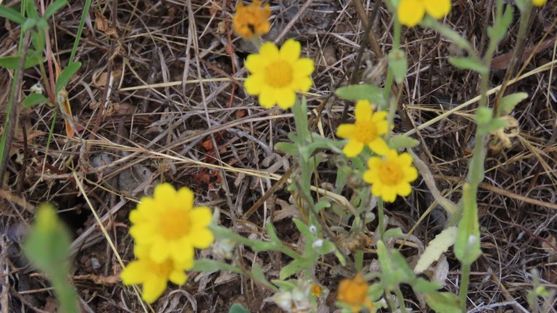 Woodland Monolopia photo 7