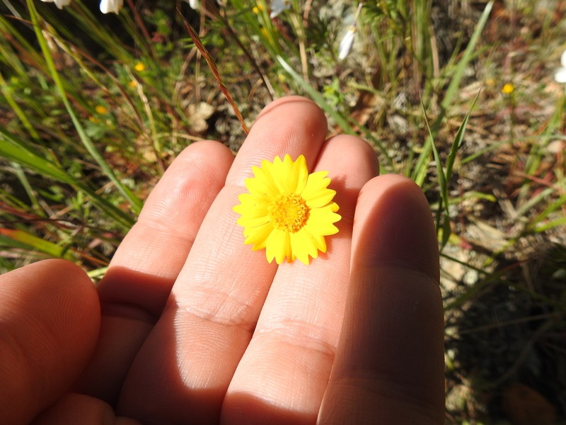 Cupped Monolopia photo 6
