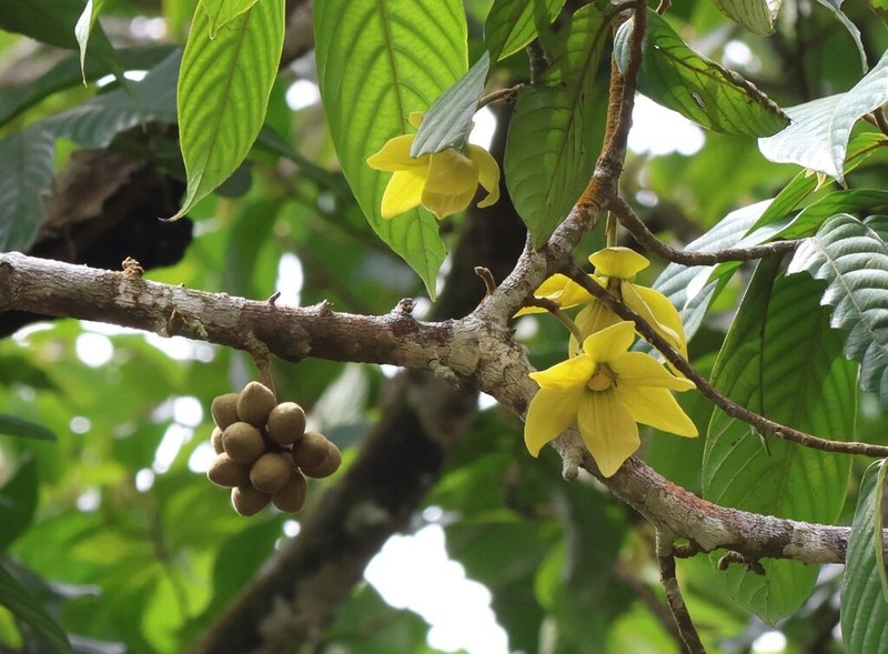 Monoon acuminatum