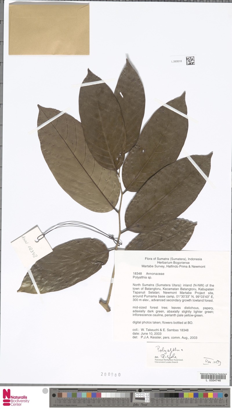 Monoon anomalum photo 4