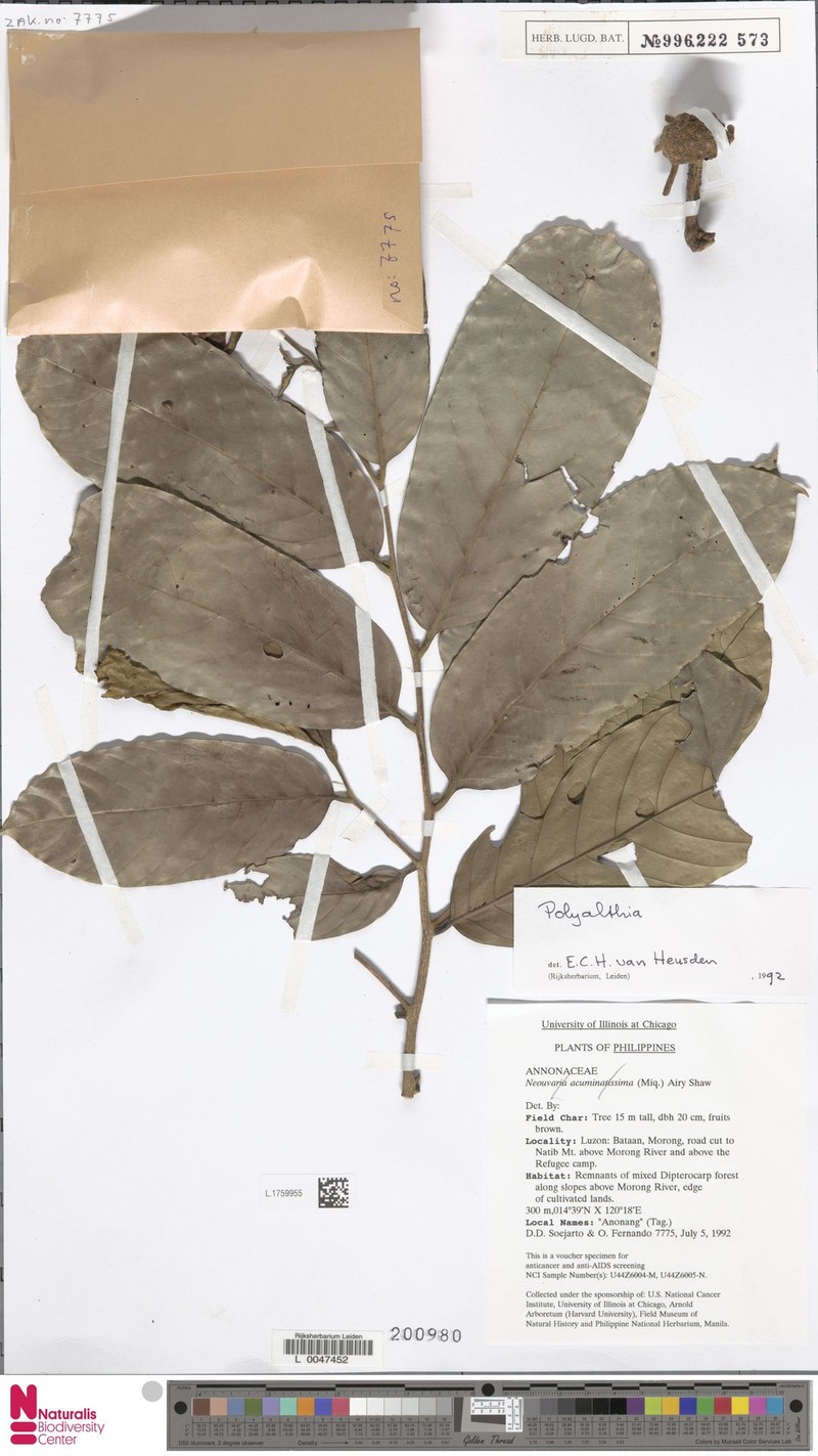Monoon barnesii
