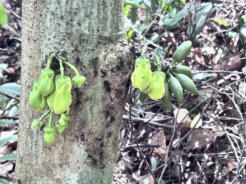 Monoon borneense photo 2