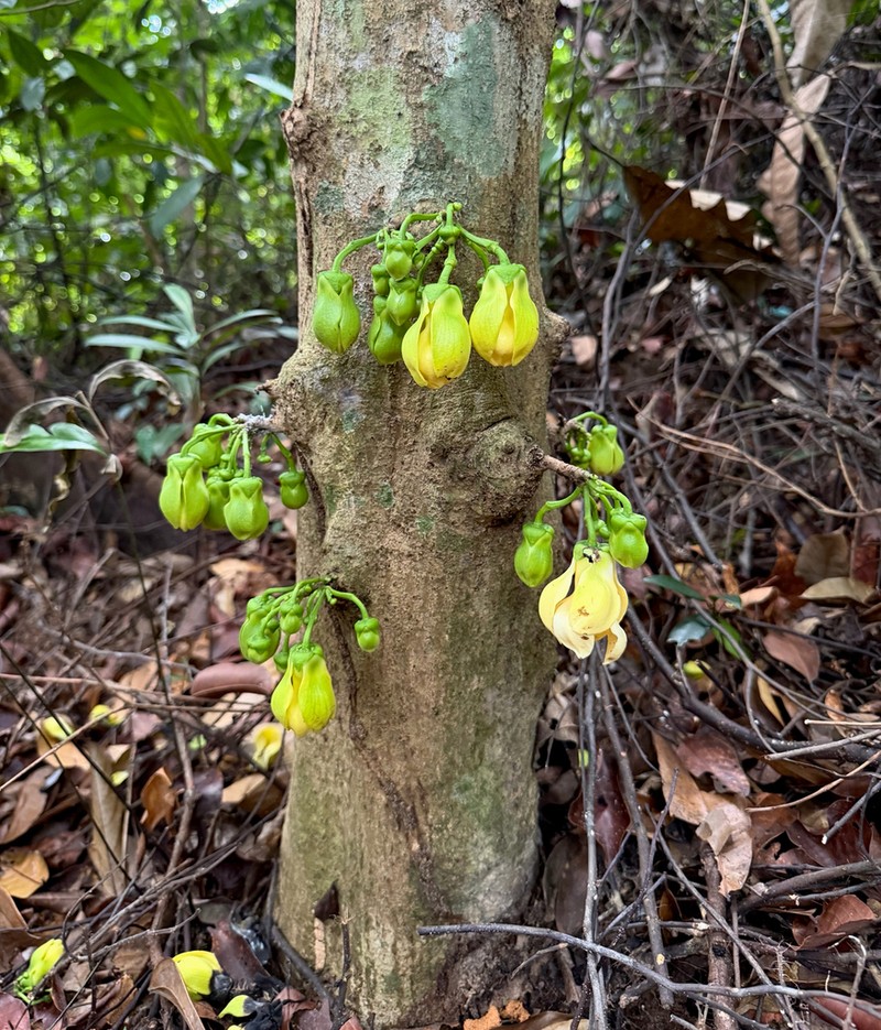 Monoon borneense photo 3