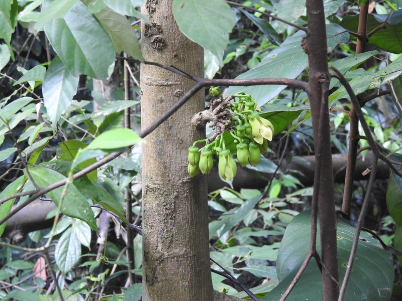 Monoon borneense photo 4