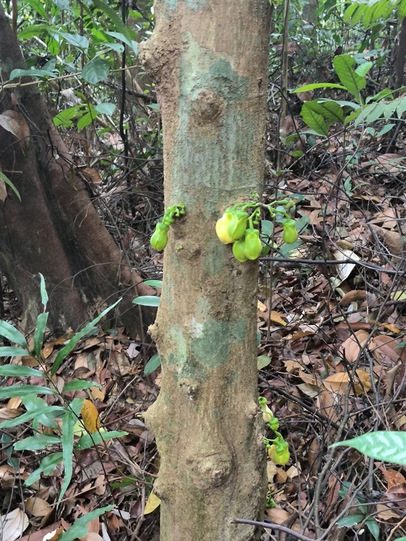 Monoon borneense photo 7