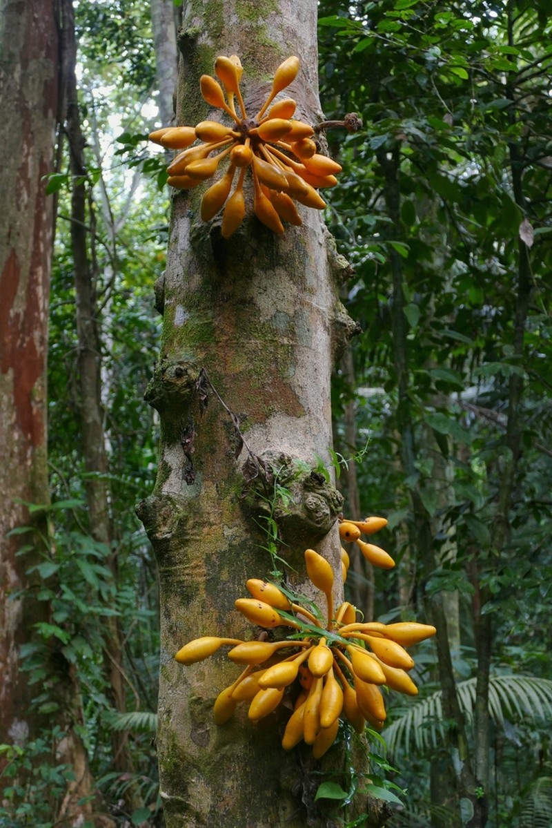 Monoon borneense photo 8